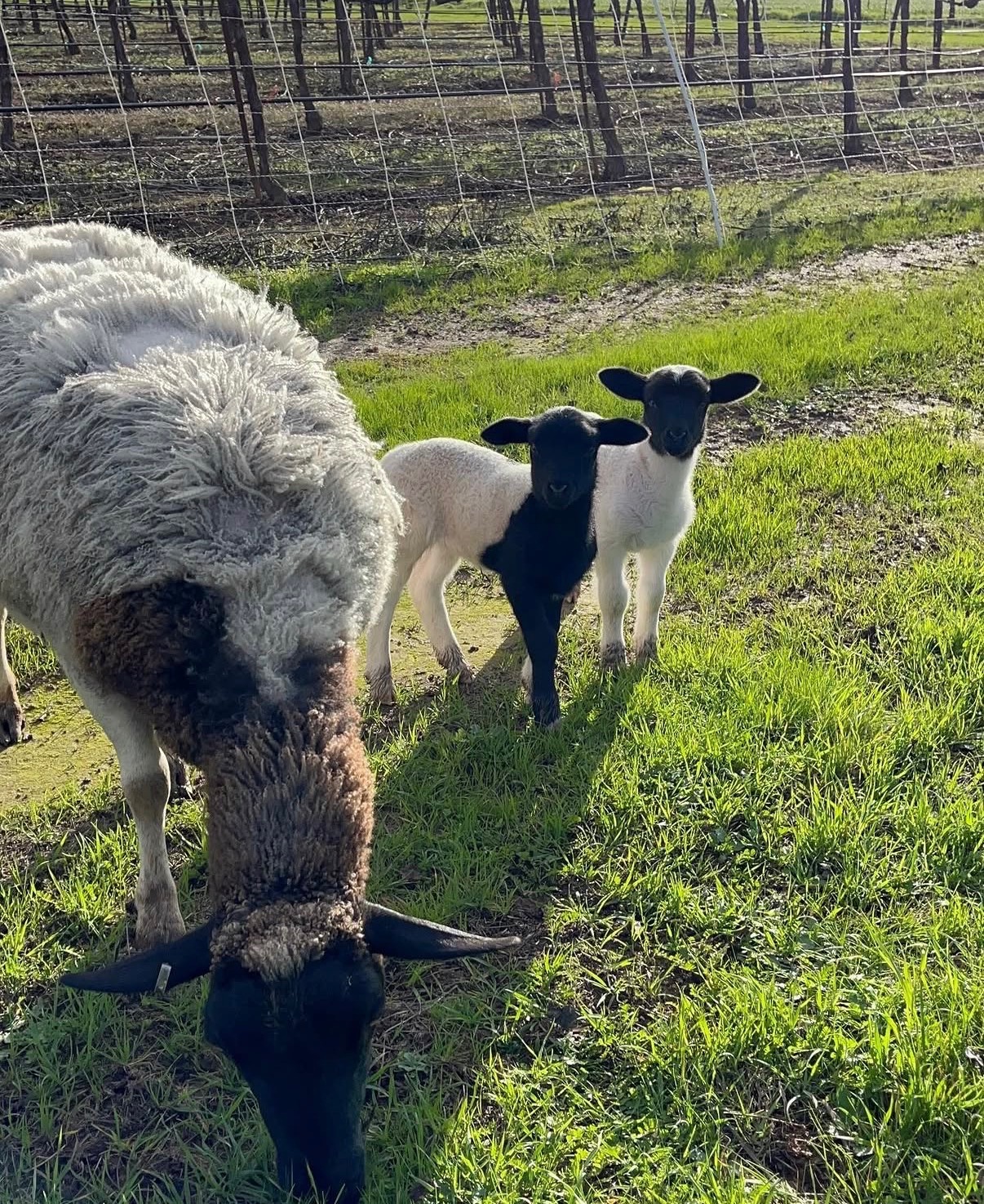 Two black-headed lambs on green grass beside a ewe